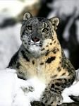 pic for Snow Leopard